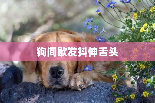 狗間歇發抖伸舌頭