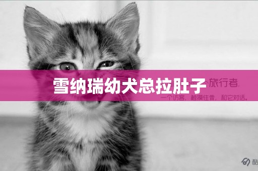 雪納瑞幼犬總拉肚子