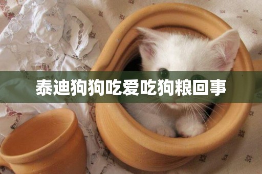 泰迪狗狗吃愛吃狗糧回事