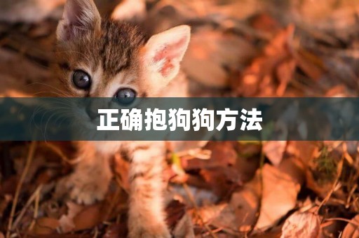 正確抱狗狗方法