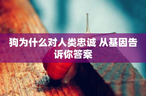 狗為什么對人類忠誠 從基因告訴你答案