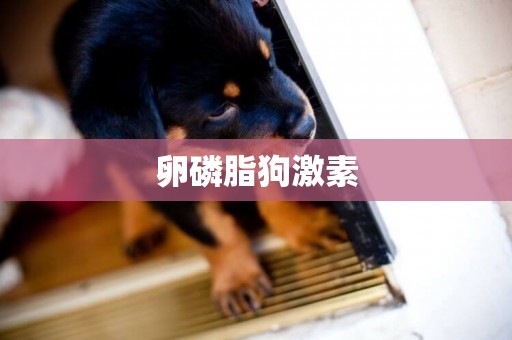 卵磷脂狗激素