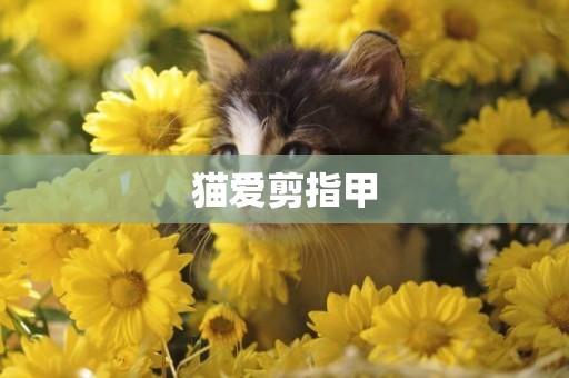 貓愛剪指甲