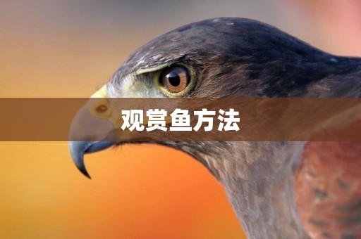 觀賞魚方法