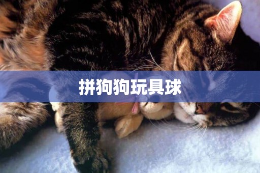 拼狗狗玩具球