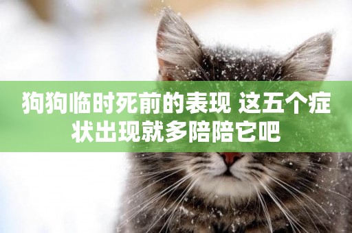 狗狗臨時死前的表現 這五個癥狀出現就多陪陪它吧