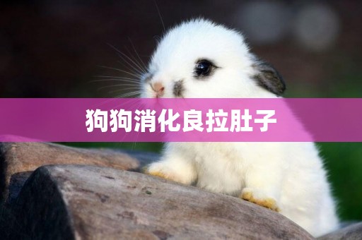 狗狗消化良拉肚子