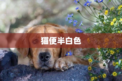 貓便半白色