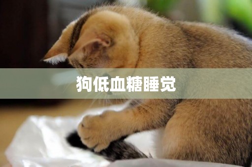 狗低血糖睡覺
