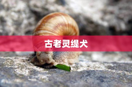 古老靈緹犬