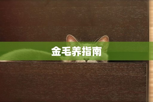 金毛養指南