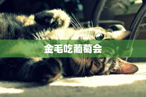 金毛吃葡萄會