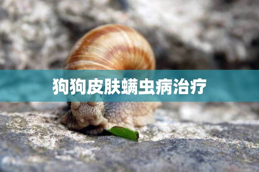 狗狗皮膚螨蟲病治療