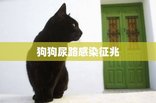 狗狗尿路感染征兆