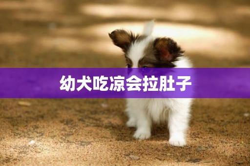 幼犬吃涼會拉肚子