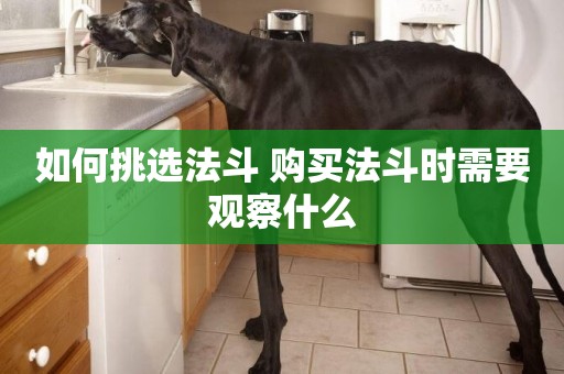 如何挑選法斗 購買法斗時需要觀察什么