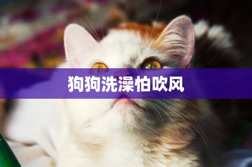 狗狗洗澡怕吹風