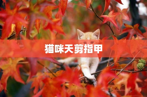貓咪天剪指甲