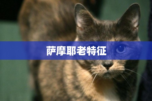 薩摩耶老特征