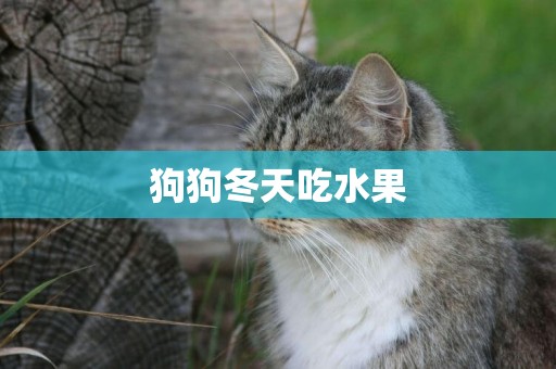 狗狗冬天吃水果