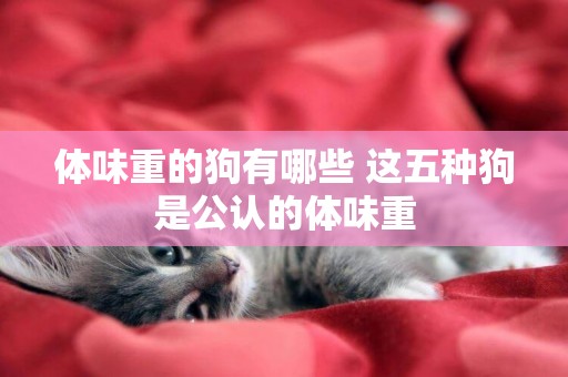 體味重的狗有哪些 這五種狗是公認的體味重