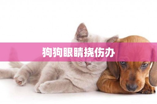 狗狗眼睛撓傷辦