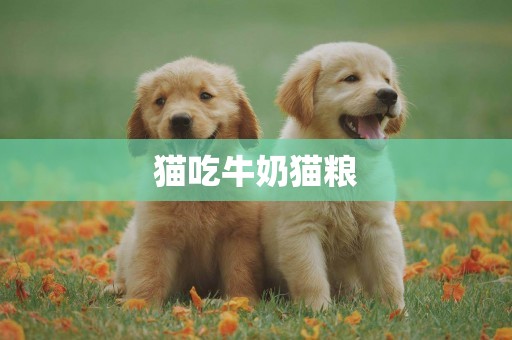 貓吃牛奶貓糧