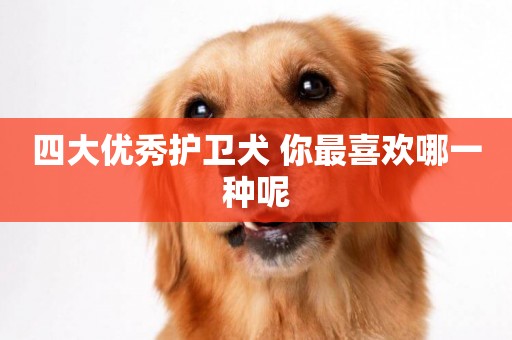 四大優秀護衛犬 你最喜歡哪一種呢 四大優秀護衛犬 你最喜歡哪一種呢