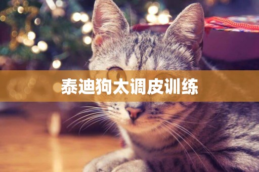泰迪狗太調皮訓練