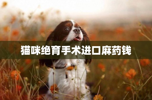 貓咪絕育手術進口麻藥錢