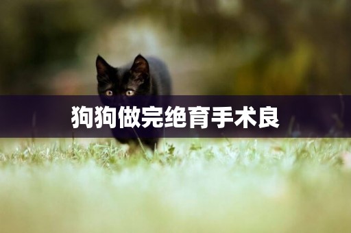 狗狗做完絕育手術良