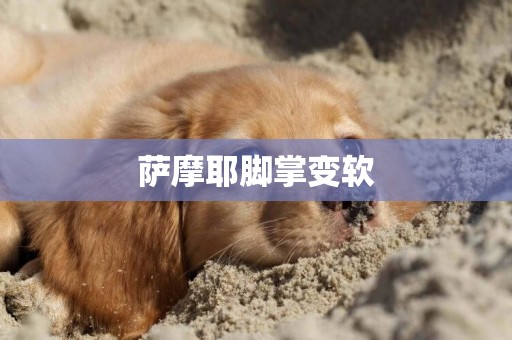 薩摩耶腳掌變軟