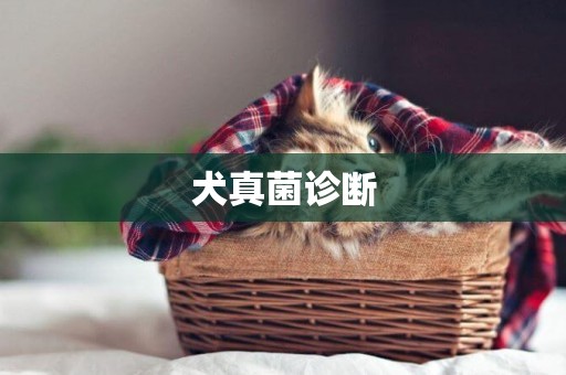 犬真菌診斷