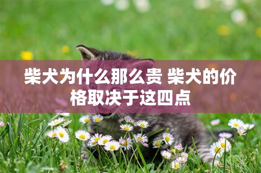 柴犬為什么那么貴 柴犬的價格取決于這四點