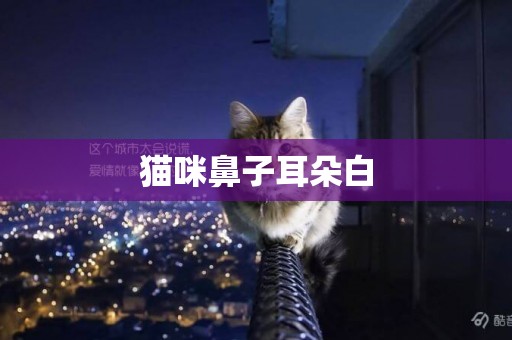 貓咪鼻子耳朵白