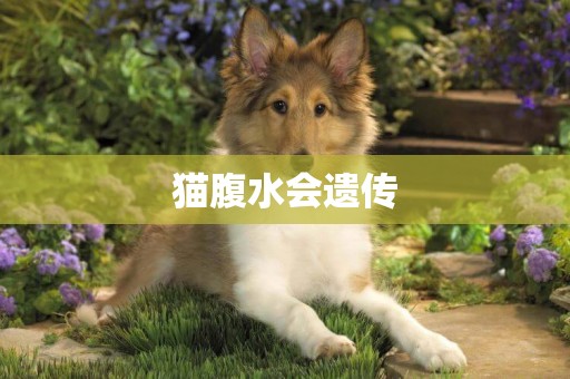 貓腹水會遺傳