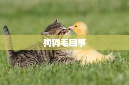 狗狗毛回事