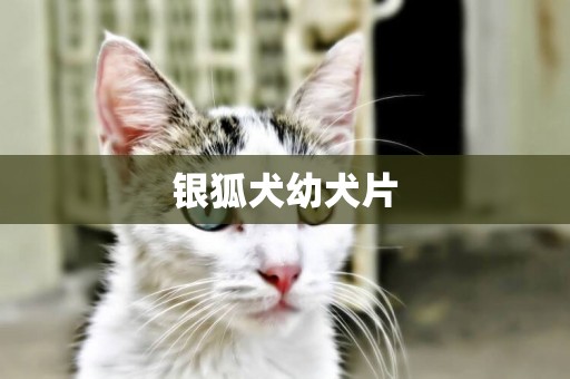 銀狐犬幼犬片