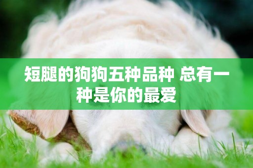 短腿的狗狗五種品種 總有一種是你的最愛