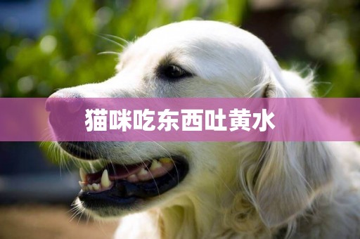 貓咪吃東西吐黃水