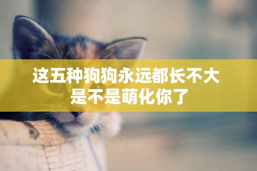 這五種狗狗永遠都長不大 是不是萌化你了