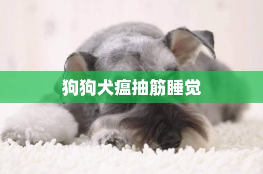 狗狗犬瘟抽筋睡覺