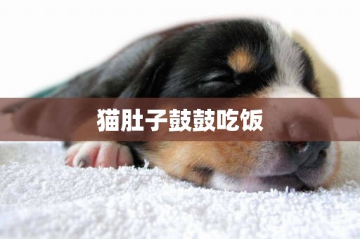 貓肚子鼓鼓吃飯