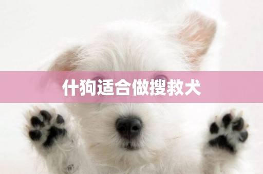 什狗適合做搜救犬
