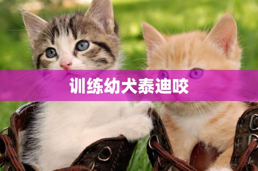 訓練幼犬泰迪咬