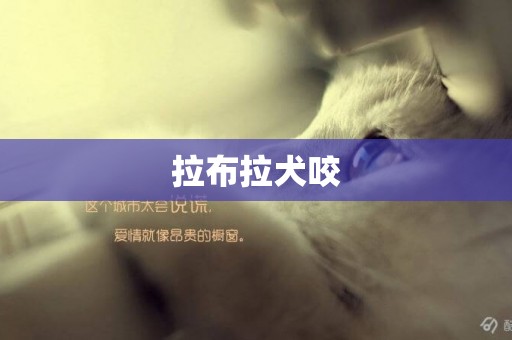 拉布拉犬咬