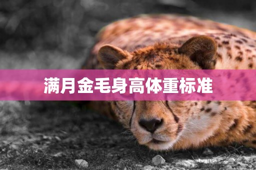 滿月金毛身高體重標準