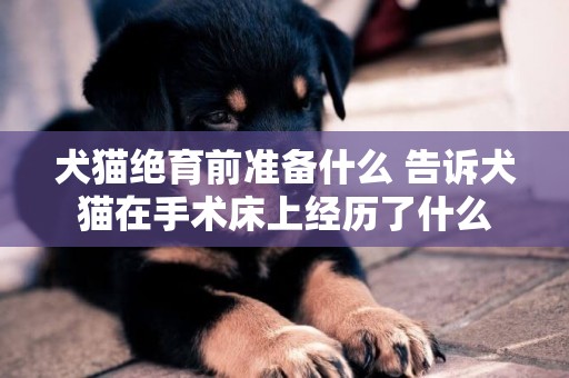 犬貓絕育前準備什么 告訴犬貓在手術床上經歷了什么