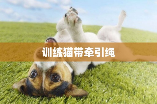 訓練貓帶牽引繩