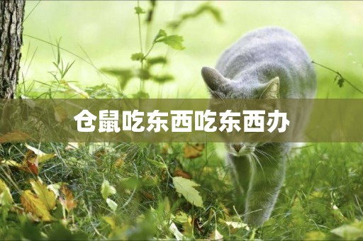 倉鼠吃東西吃東西辦